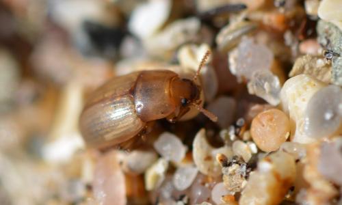 Phaleria cadaverina